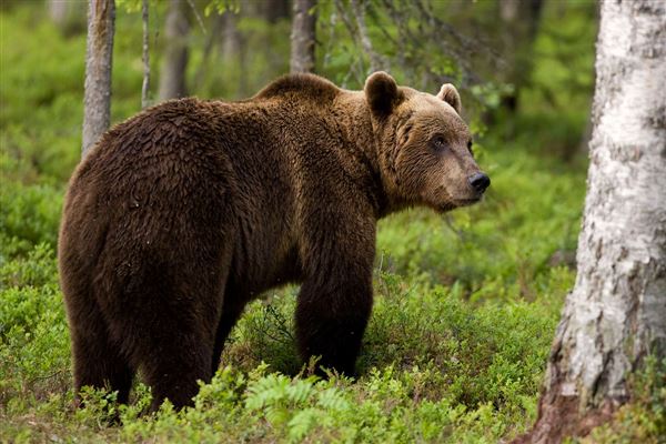 Αρκούδα εγκλωβίστηκε στο σκοπευτήριο της Αιγάνης
